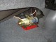 Thumbs/tn_IMAGE004.jpg